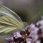 Small White #2