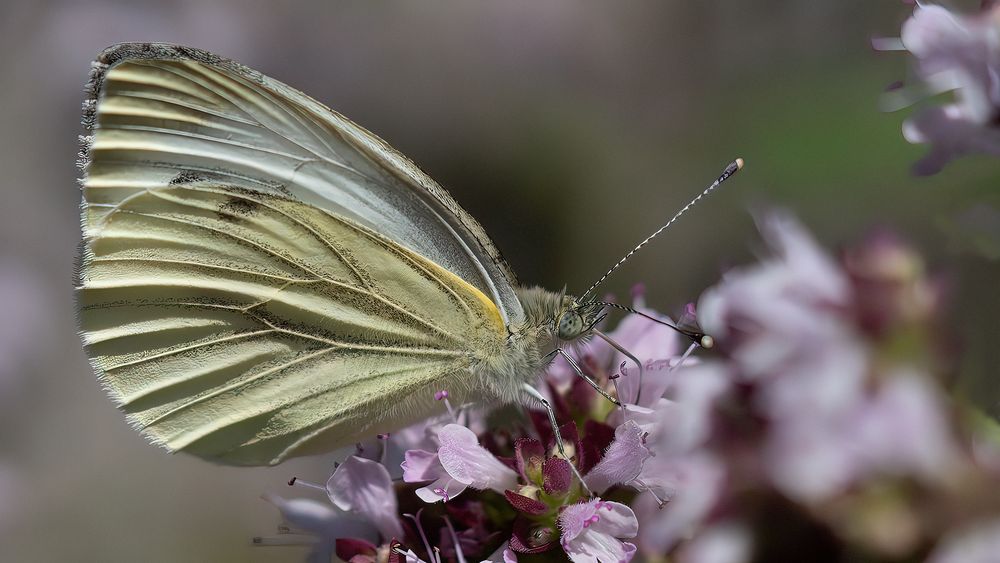 Small White #2