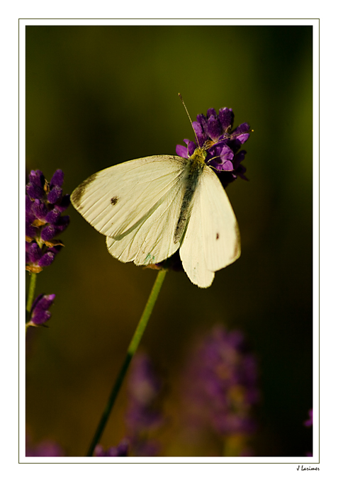 Small White