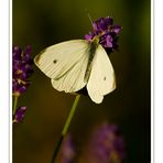 Small White