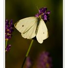 Small White