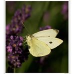 Small White II