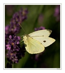 Small White II