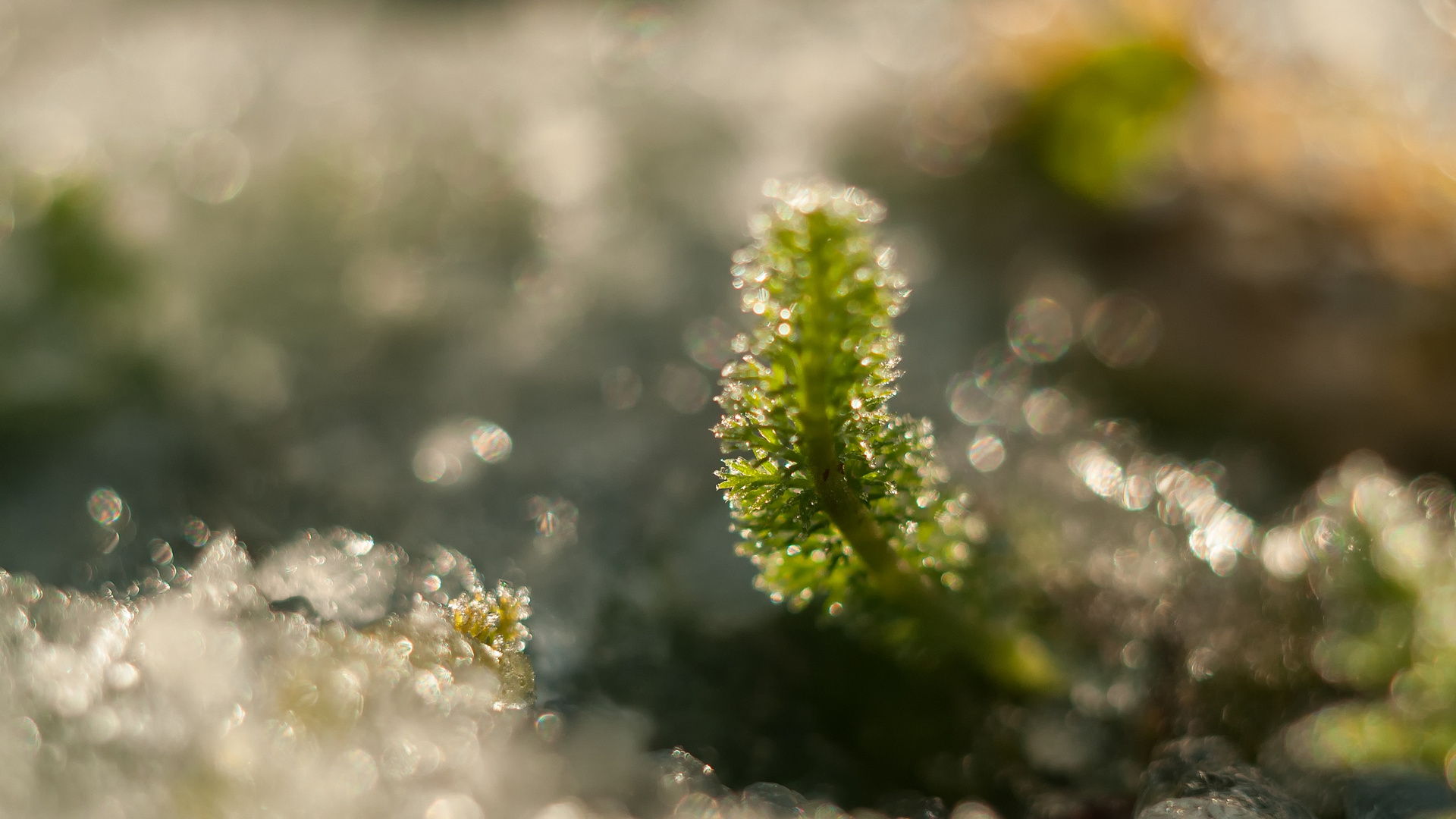 Small Winter IV