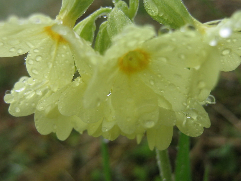 small yellow flowers