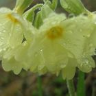 small yellow flowers