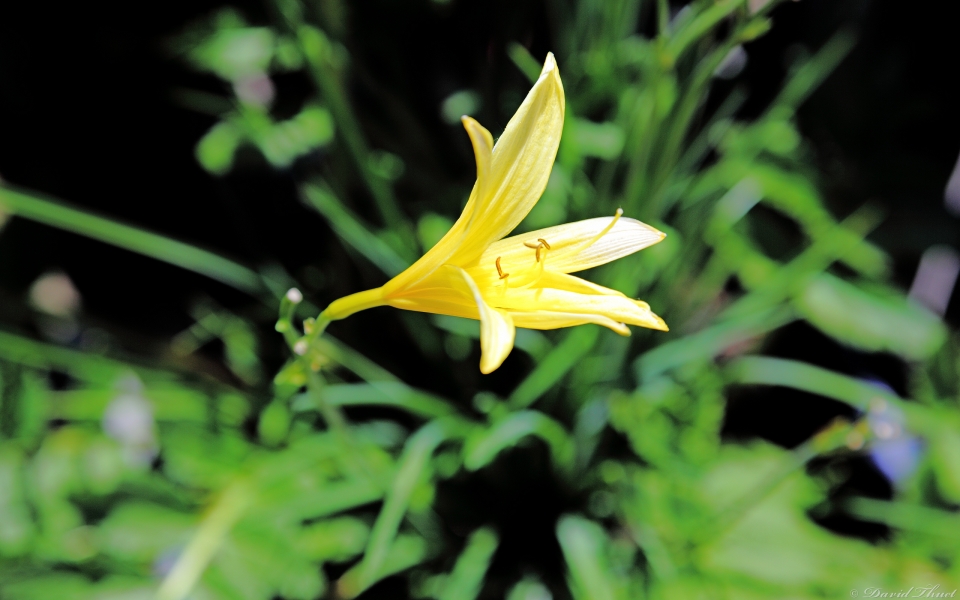 Small yellow Lily