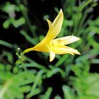 Small yellow Lily