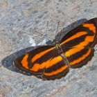 Small Yellow Sailer aus dem Tropischen Regenwald von Thailand