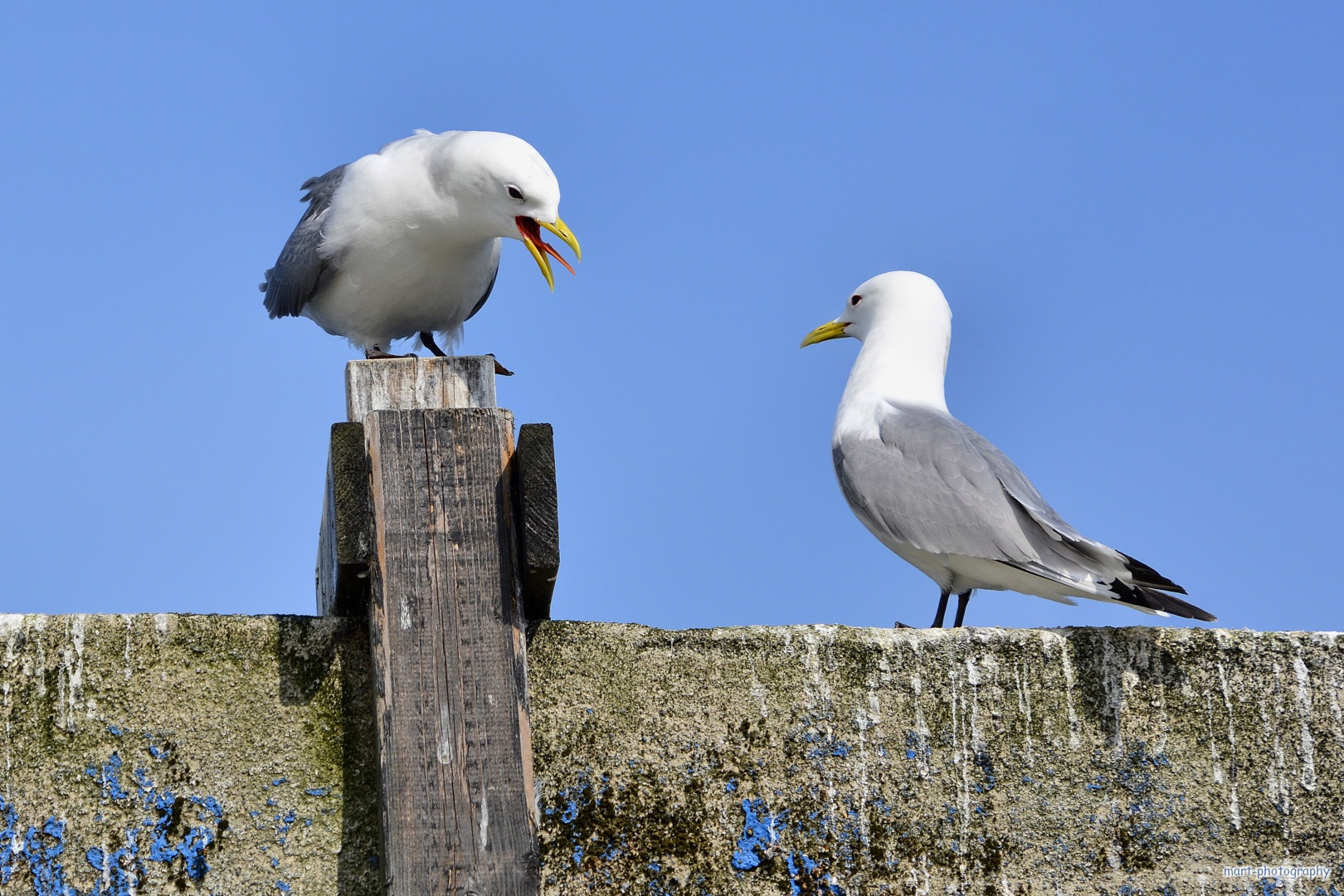 Smalltalk - Möwen, Hafen Alesund - Norwegen