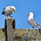 Smalltalk - Möwen, Hafen Alesund - Norwegen