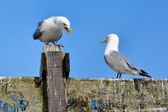 Smalltalk - Möwen, Hafen Alesund - Norwegen