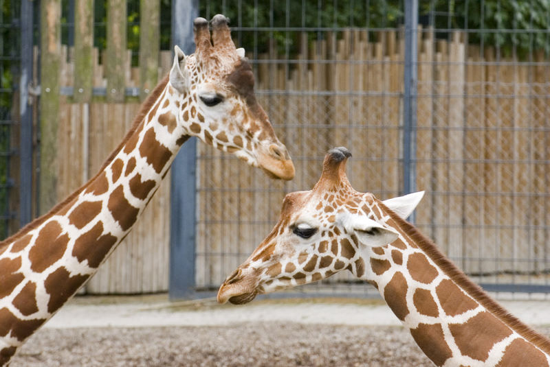 Smalltalk unter Giraffen