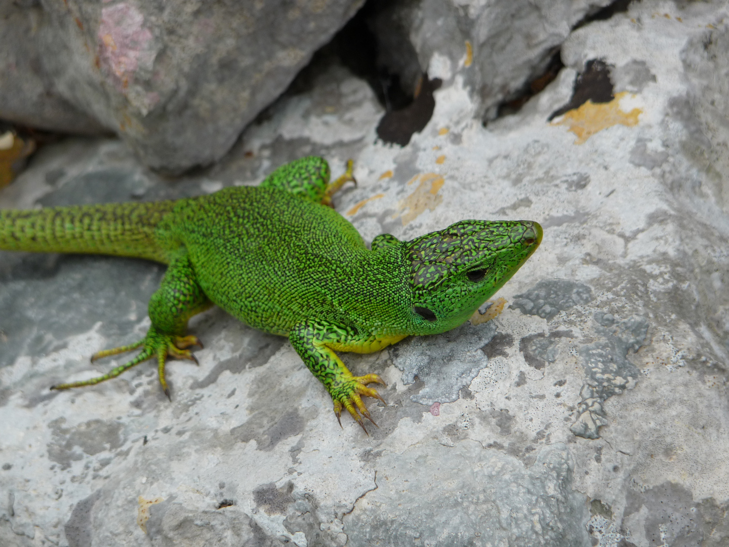 Smaragd-Eidechse Lacerta viridis