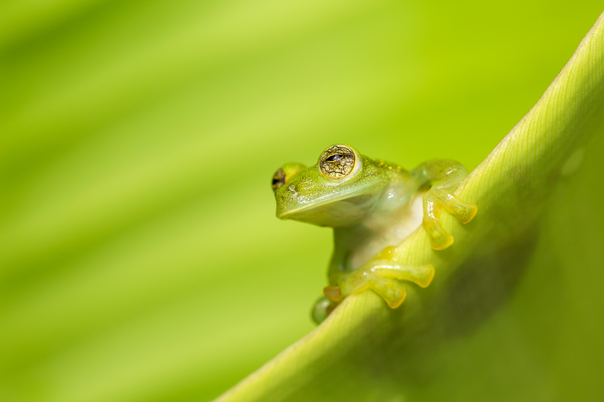 Smaragd-Glasfrosch (Espadarana prosoblepon)