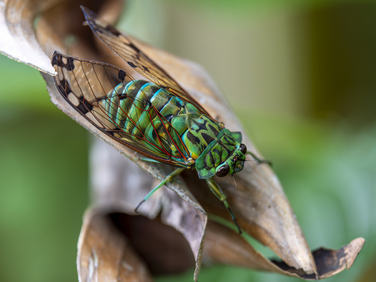 Smaragd-Zikade (Zammara smaragdina) im Regenwald von Costa Rica