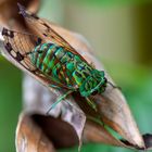Smaragd-Zikade (Zammara smaragdina) im Regenwald von Costa Rica