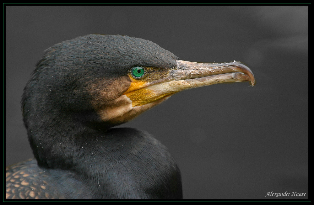 Smaragdaugen (#7 Kormoran)