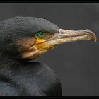 Smaragdaugen (#7 Kormoran)