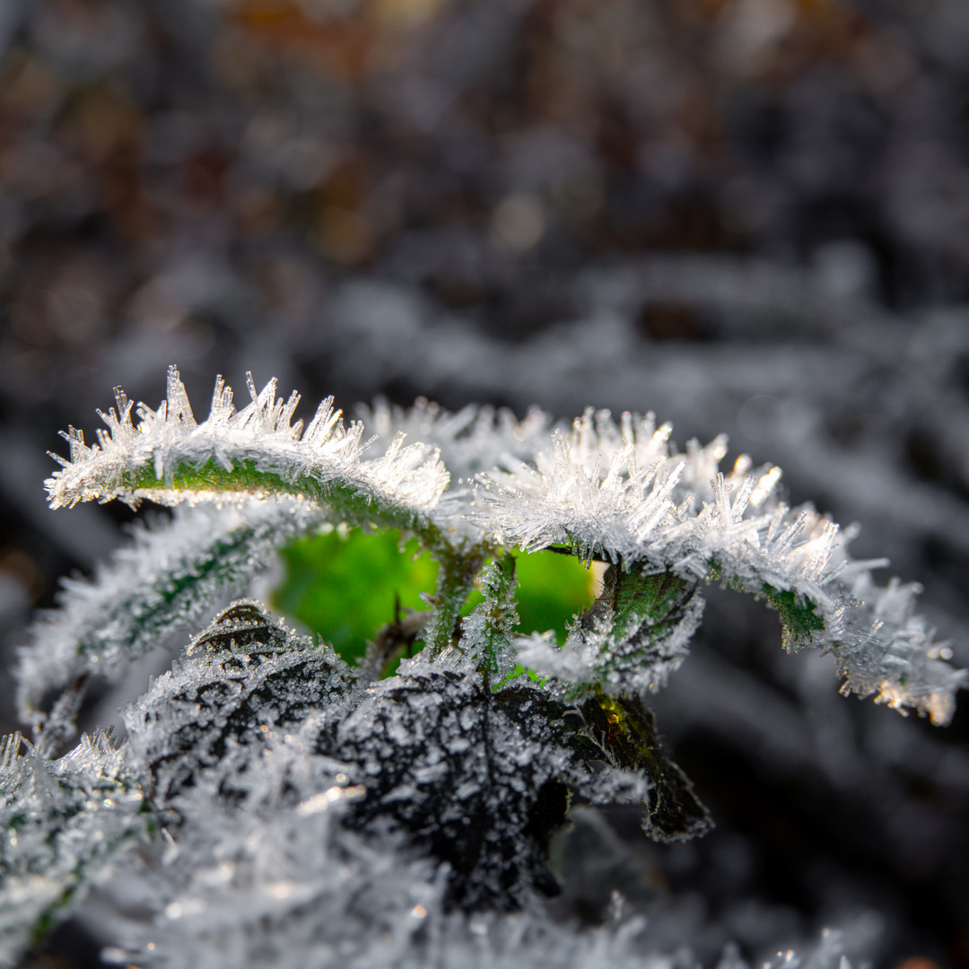 Smaragdblätter mit Eiskristallen