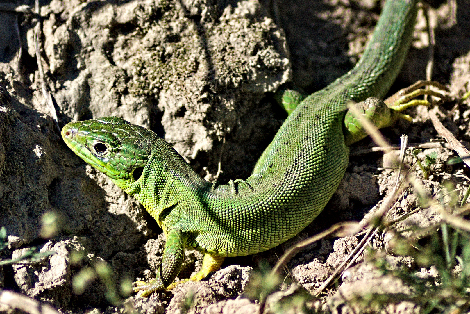 Smaragdeidechse im Herbstlicht (Lacerta bilineata )