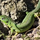 Smaragdeidechse im Herbstlicht (Lacerta bilineata )