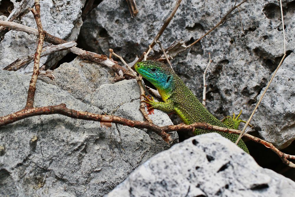 Smaragdeidechse in der Provence