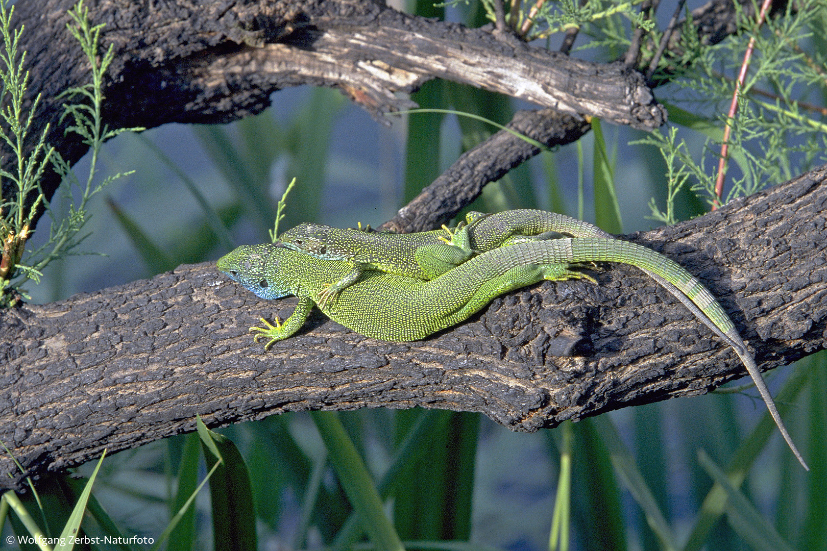 Smaragdeidechse    (Lacerta bilineata)