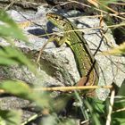 Smaragdeidechse (Lacerta bilineata) Tessin.