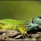 Smaragdeidechse, Lacerta viridis!