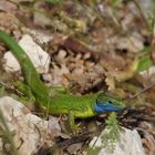 Smaragdeidechse - Lacerta viridis ( Männchen )