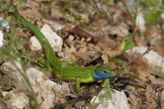 Smaragdeidechse - Lacerta viridis ( Männchen )