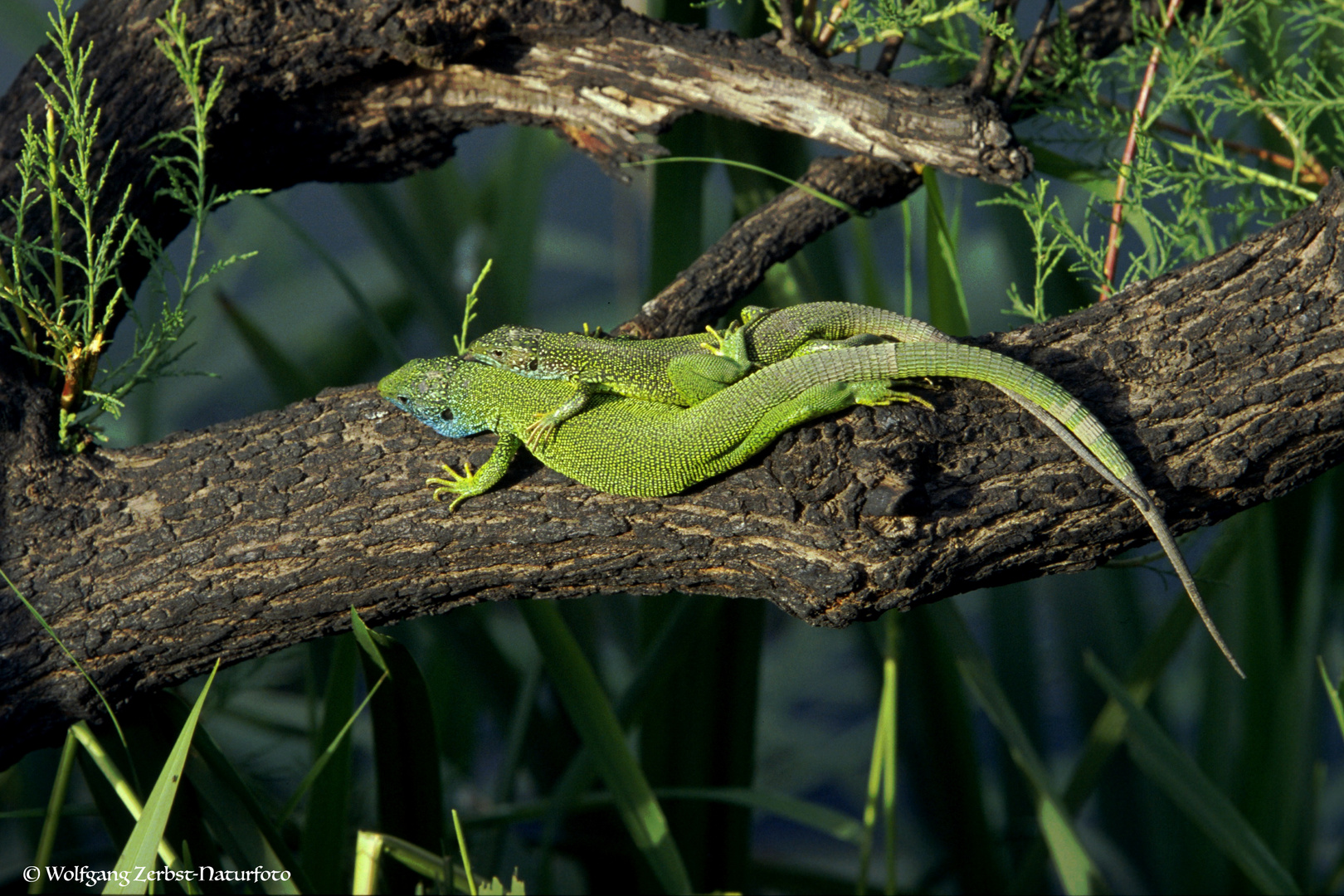 --- Smaragdeidechse --- ( Laterza viridis )