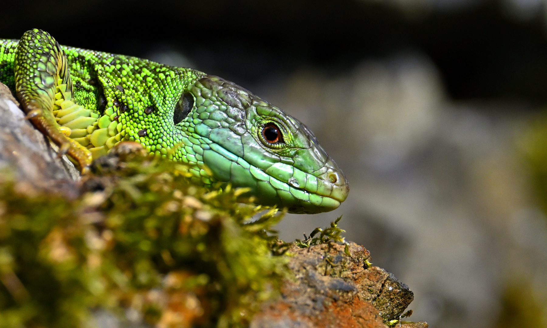 Smaragdeidechse Portrait