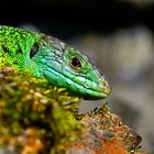 Smaragdeidechse Portrait