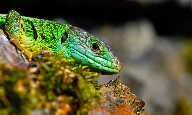Smaragdeidechse Portrait