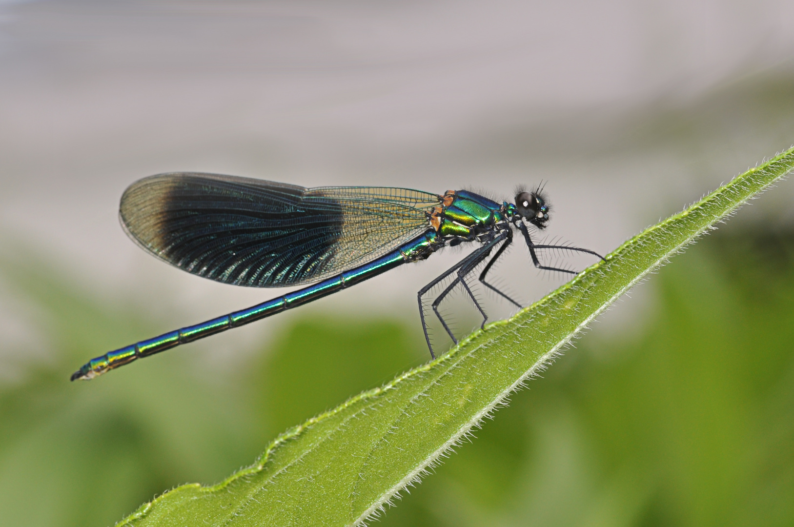 Smaragdgrüne Libelle