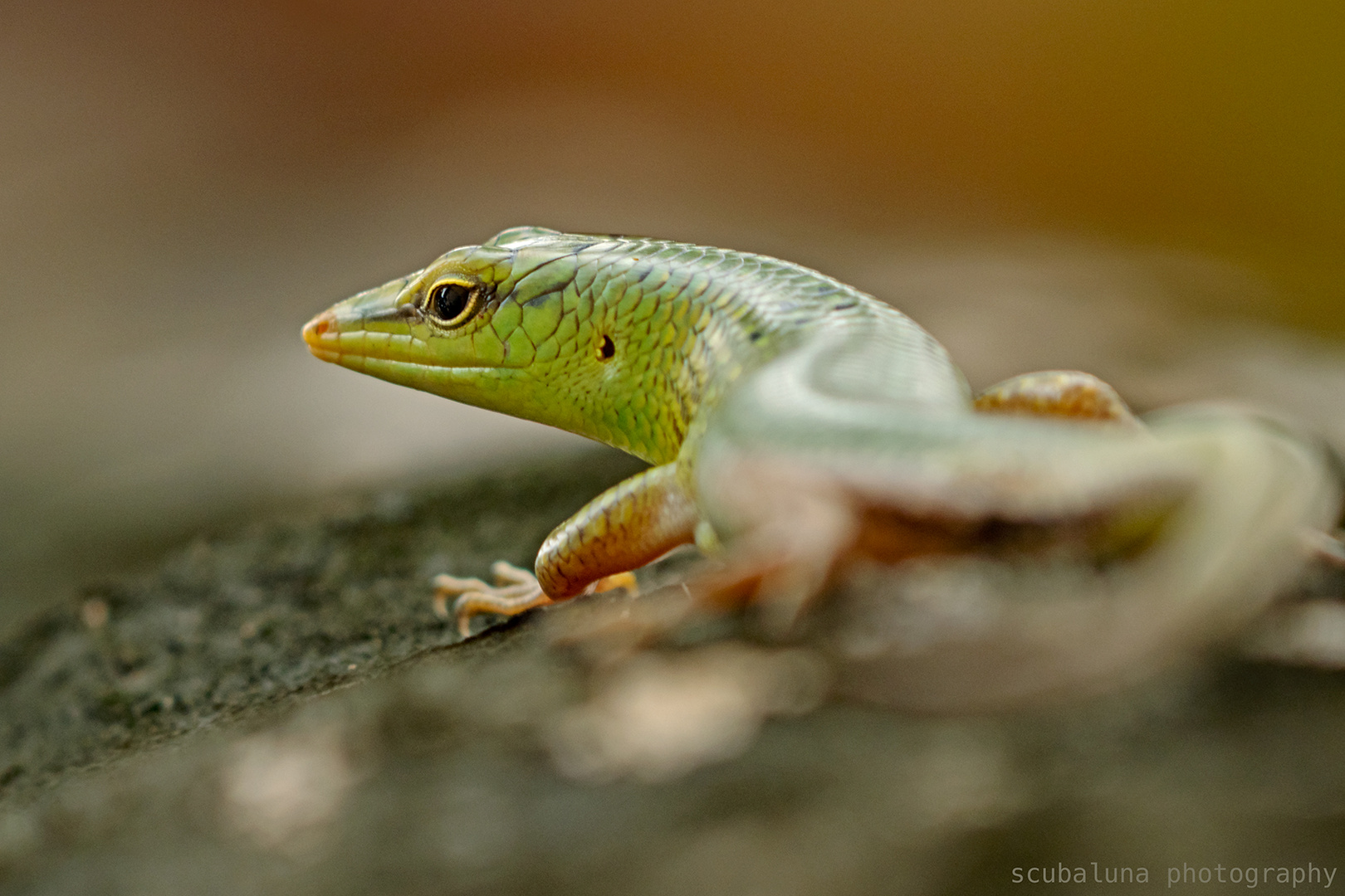 Smaragdgrüner Glanzskink 