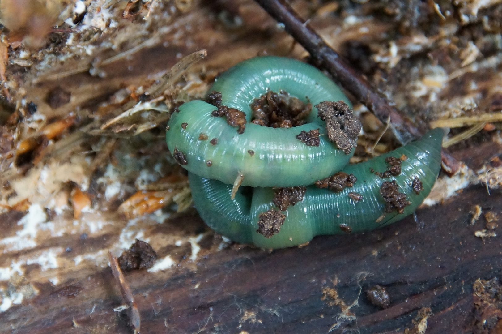 Smaragdgrüner Regenwurm (Allolobophora smaragdina)