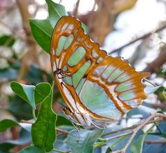 smaragdgrüner Schmetterling