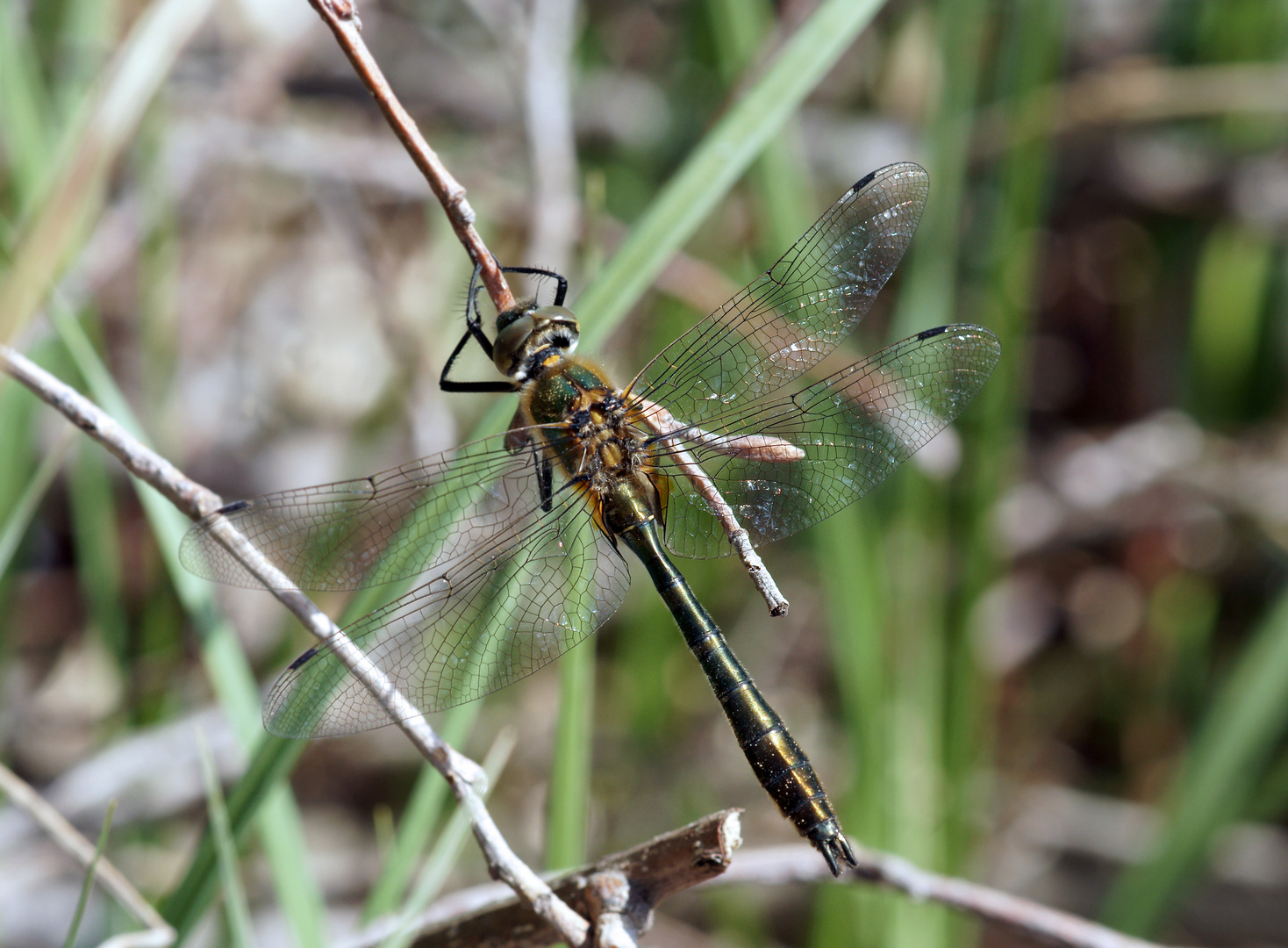 Smaragdlibelle - Cordulia aenea - Falkenlibelle