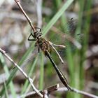 Smaragdlibelle - Cordulia aenea - Falkenlibelle