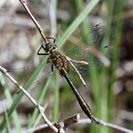 Smaragdlibelle - Cordulia aenea - Falkenlibelle