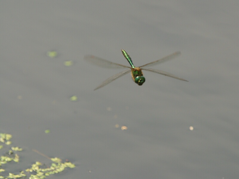 Smaragdlibelle im Flug 2