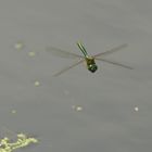 Smaragdlibelle im Flug 2