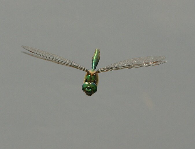 Smaragdlibelle im Flug