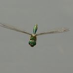Smaragdlibelle im Flug