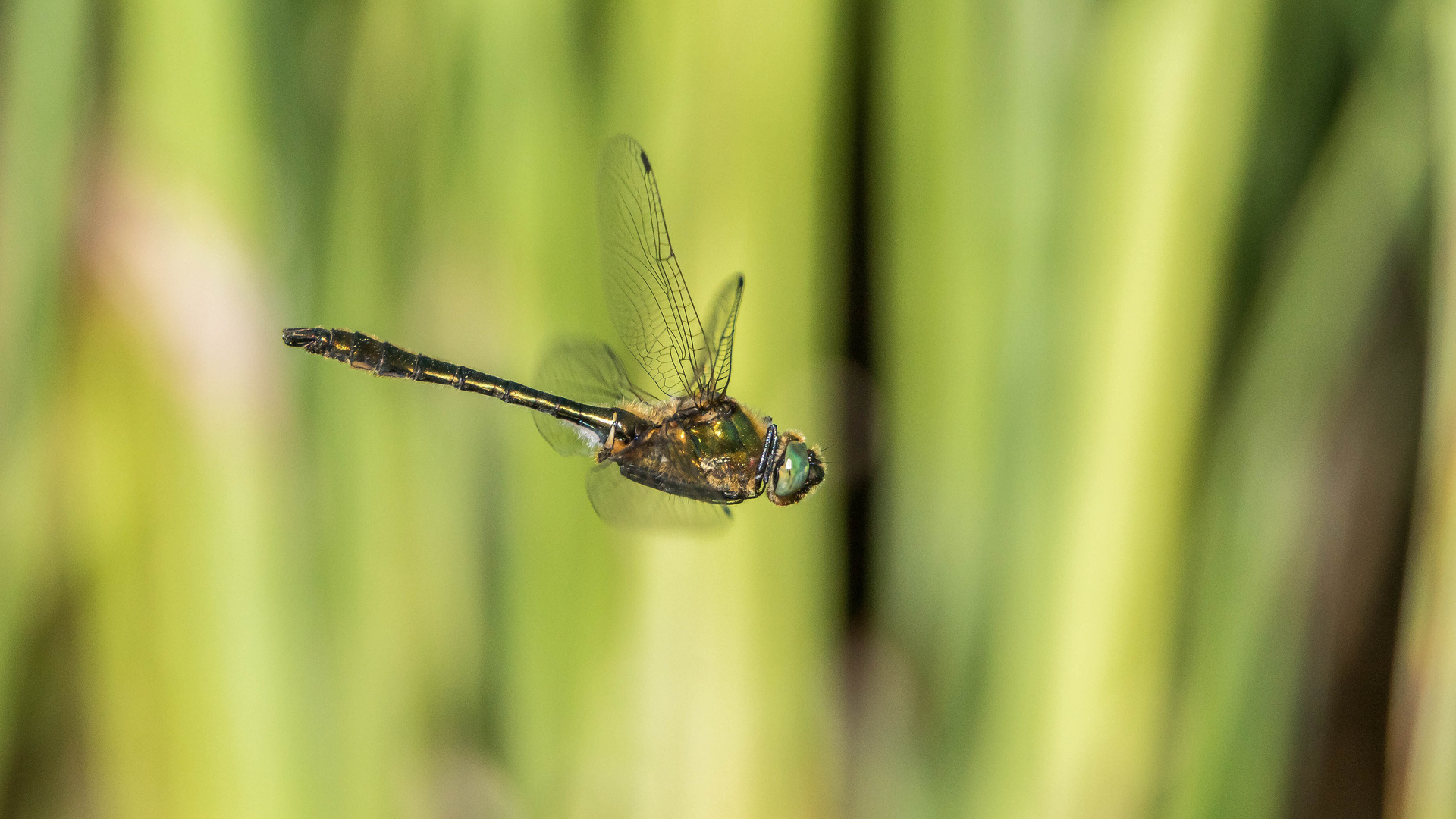 Smaragdlibelle im Flug