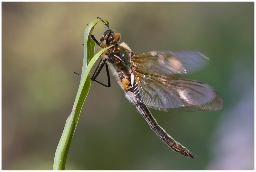 Smaragdlibelle , Somatochlora metallica