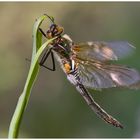 Smaragdlibelle , Somatochlora metallica